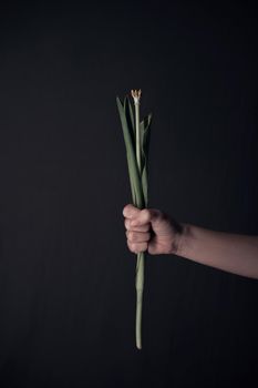Female hands holding a sluggish flower. grey background. Leaves in hands.