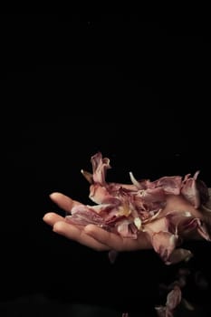 hand on a black background catches falling tulip petals