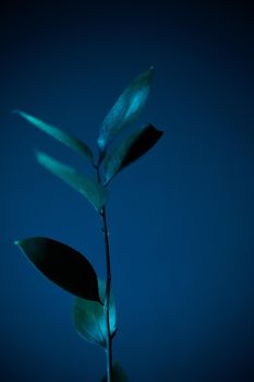 Glamor blue tropical leaves and shadow on dark blue background, art deco style, selective focus.