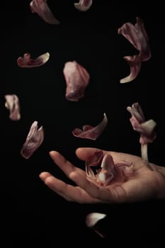 hand on a black background catches falling tulip petals