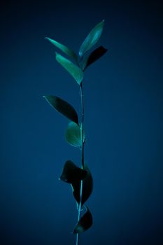 Glamor blue tropical leaves and shadow on dark blue background, art deco style, selective focus.