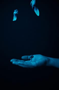 hand on a black background catches falling tulip petals