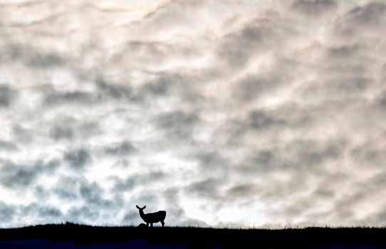 Deer on Hill Sky background clouds Prairie