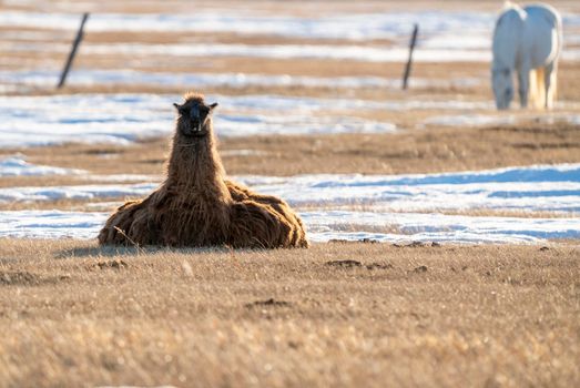 Llama Alpaca Saskatchewan laying in field Prairie 