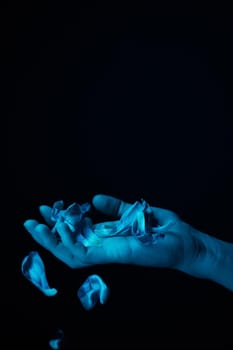 hand on a black background catches falling tulip petals