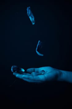 hand on a black background catches falling tulip petals