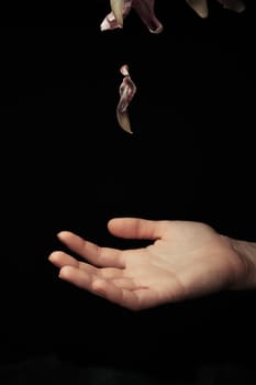 hand on a black background catches falling tulip petals