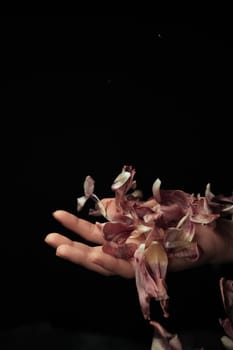 hand on a black background catches falling tulip petals