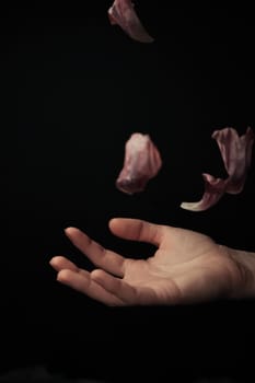 hand on a black background catches falling tulip petals