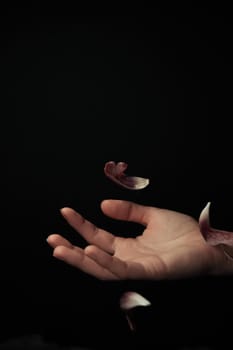 hand on a black background catches falling tulip petals