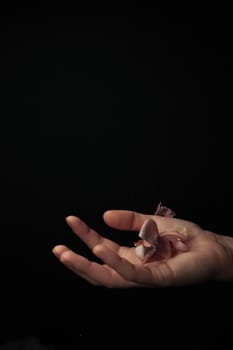 hand on a black background catches falling tulip petals