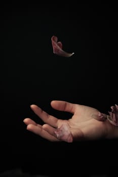 hand on a black background catches falling tulip petals