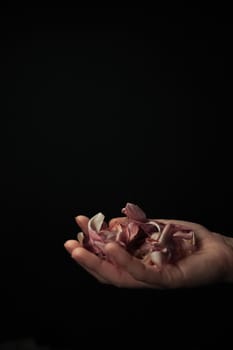 hand on a black background catches falling tulip petals