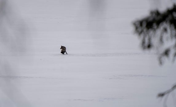 Black Wolf on Lake Waskesui Saskatchewan Canada