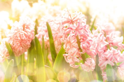 Abstract Pink hyacinth. Selective focus of spring blossom flowers with light leaks of sun.