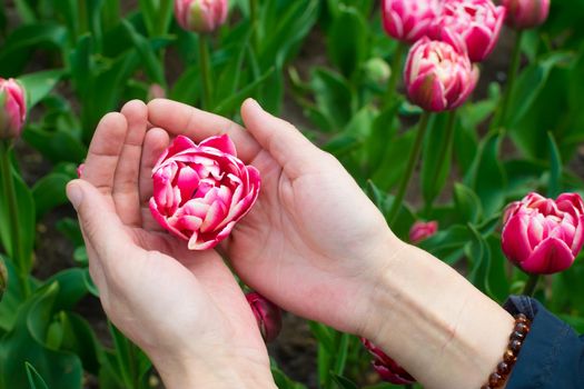 Female hands with ball shaped pink tulip with dark green leafs in the background.