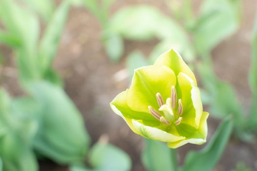 Cose up of fresh yellow tulip in the garden with soft green unfocused background.