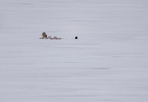 Black Wolf on Lake Waskesui Kill Carcass eating