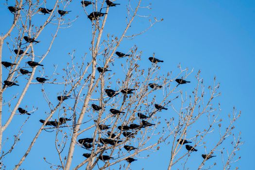 Blackbirds in Tree Springtime Saskatchewan Canada Multiple