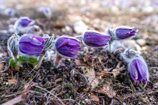 Dream-the beautiful grass Pulsatilla patens blooms in the spring in the mountains. The golden hue of the setting sun. Atmospheric spring background. Delicate, fragile flowers in selective focus at sunset