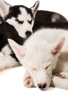 Cute little husky puppy isolated on white background. A group of puppies are sleeping in the studio. Husky kids are tired