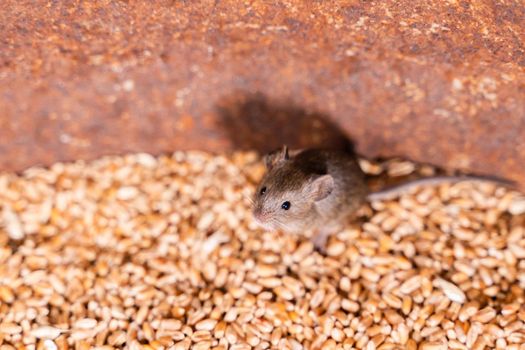 Close-up small field mouse on wheat grain