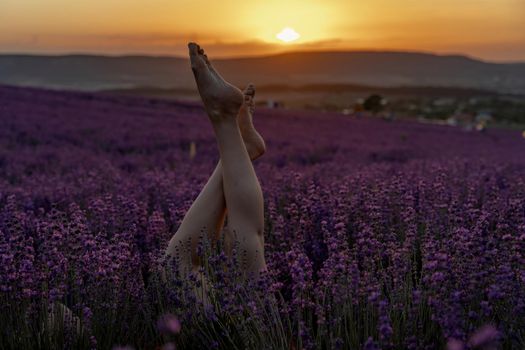 Selective focus. The girls legs stick out of the bushes, warm sunset light. Bushes of lavender purple in blossom, aromatic flowers at lavender fields