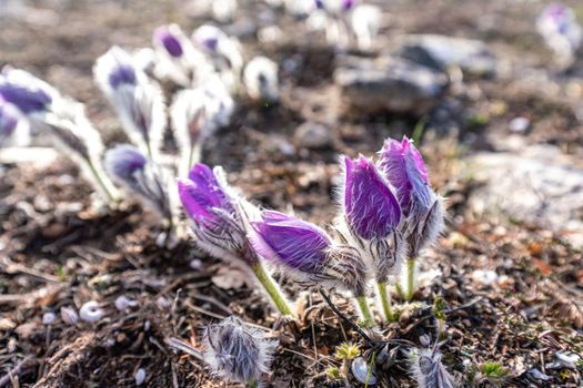 Dream-the beautiful grass Pulsatilla patens blooms in the spring in the mountains. The golden hue of the setting sun. Atmospheric spring background. Delicate, fragile flowers in selective focus at sunset