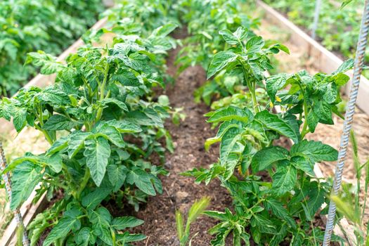 Tomato plants growing outdoors in a garden.