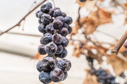 Lost harvest of blue grapes. Wrinkled withered grapes close up. A bunch of tall frozen grapes