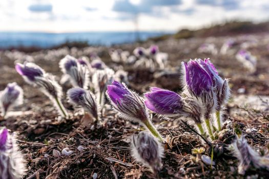 Dream-the beautiful grass Pulsatilla patens blooms in the spring in the mountains. The golden hue of the setting sun. Atmospheric spring background. Delicate, fragile flowers in selective focus at sunset