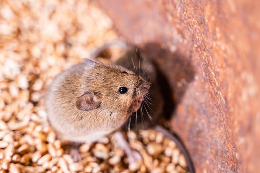 Small field mouse close-up in wheat storage