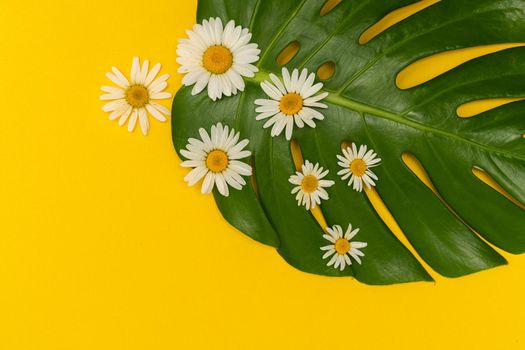 Close-up of beautiful large leaf monsters on a yellow background, decorated with daisies. Place for an inscription