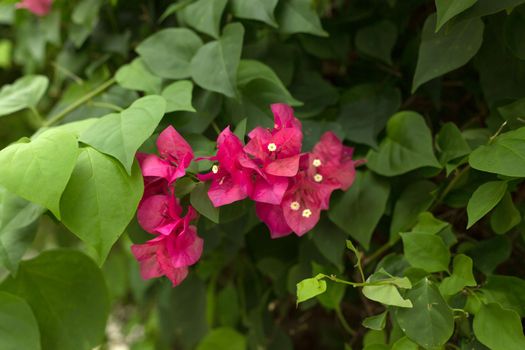 Blooming bougainvillea background. Vivid pink flowers