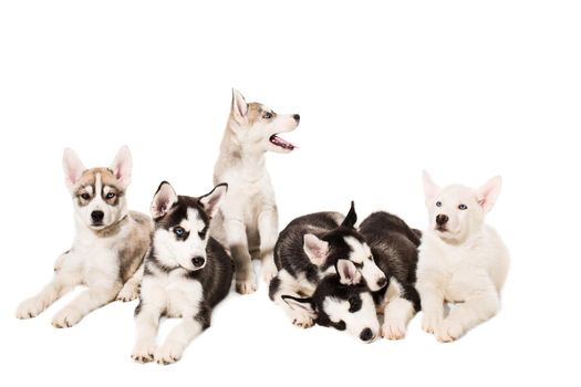 Group of puppies breed the Huskies isolated on white background. The most charismatic puppies