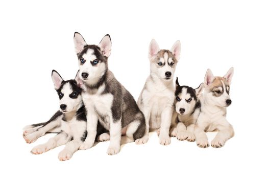 Group of puppies breed the Huskies isolated on white background. The most charismatic puppies