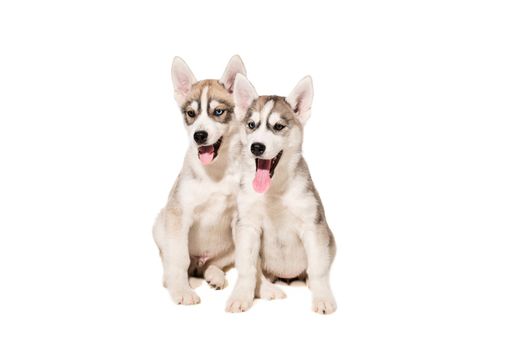 Two puppies breed the Huskies isolated on white background. The most charismatic puppies