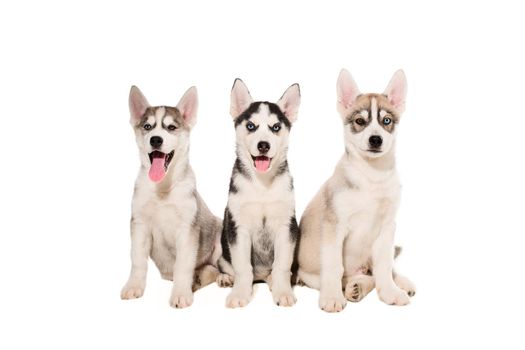 Group of puppies breed the Huskies isolated on white background. The most charismatic puppies