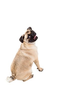 Pug dog isolated on white background. He is sitting watching with interest