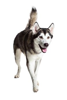 Alaskan Malamute standing, sticking the tongue out, isolated on white. Husky