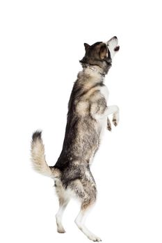 Alaskan Malamute sitting in front of white background. The dog performs a command.