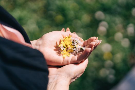 Wildflowers in women's palms. High quality photo