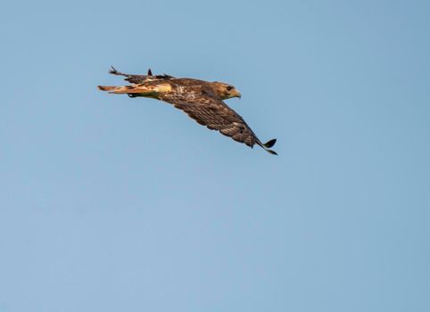 Swainson Hawk Prairie in Saskatchewan in flight