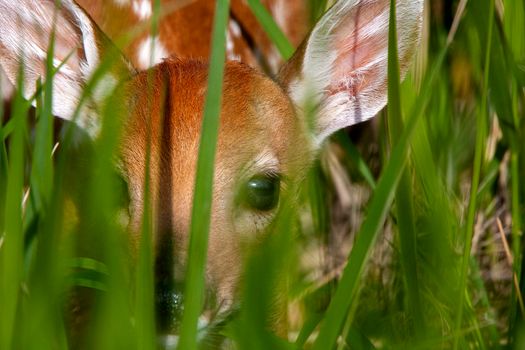 Deer Fawn Canada  young Newborn calf in Prairie 