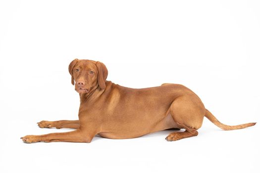 Female dog lies isolated from a white background. The Hungarian Shorthaired Pointer is a breed used in hunting.