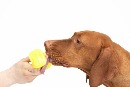 A dog licks a treat. Close-up view of the very head of a purebred female dog. The Hungarian Shorthaired Pointed Dog the ideal hunting animal for hunters.
