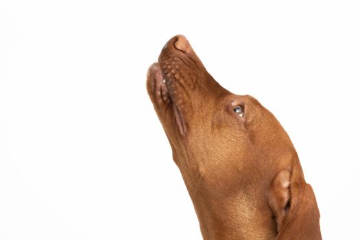 The dog looks up. Hungarian shorthaired gelding ideal hunting animal for hunters. Close-up view of the very head of a purebred female dog.