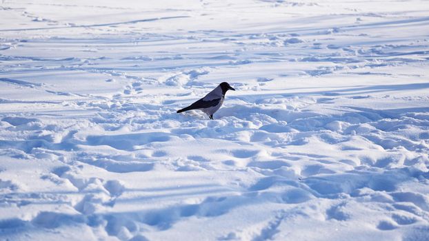 a large bird with mostly glossy black plumage, a heavy bill, and a raucous voice..Lonely crow in winter snow drifts on a sunny day.