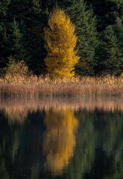 Prairie colors in fall yellow orange trees colorful