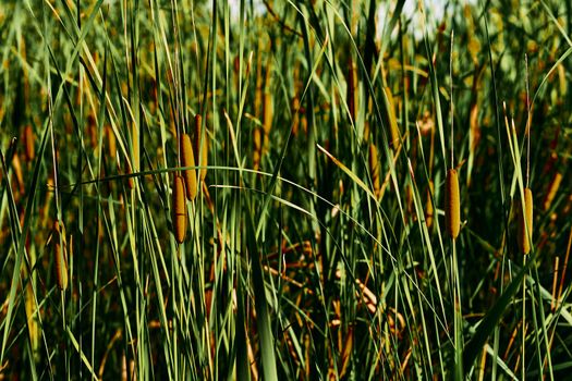 Da tall, slender-leaved plant of the grass family, which grows in water or on marshy ground.ense green thickets with brown river reeds.